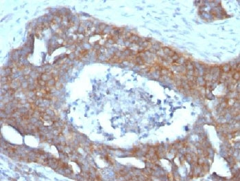 Estrogen Inducible Protein pS2 Antibody / TFF1
