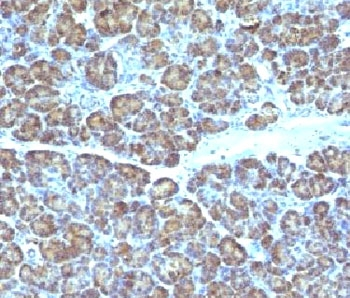 Mitochondrial Antibody