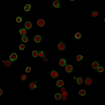 CD3 Antibody / CD3e