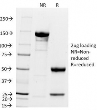 p21 Antibody