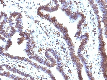 EMI1 Antibody
