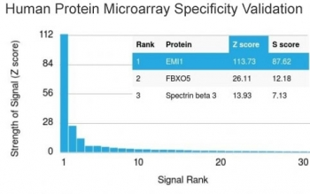 EMI1 Antibody