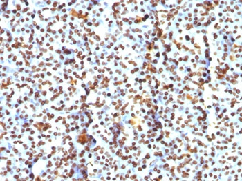Histone Antibody / Histone H1