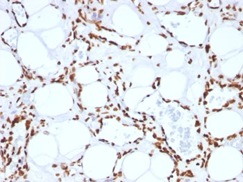 Histone H1 Antibody