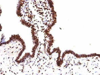 Histone H1 Antibody