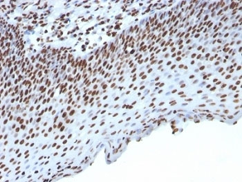 Histone H1 Antibody