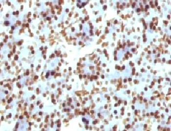 Histone H1 Antibody