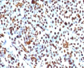 Histone H1 Antibody