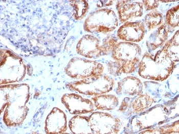 HSP60 Antibody / HSPD1