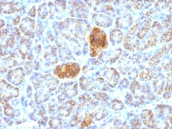 HSP60 Antibody / HSPD1