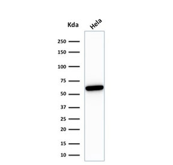 HSP60 Antibody / HSPD1