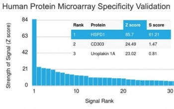 HSP60 Antibody / HSPD1