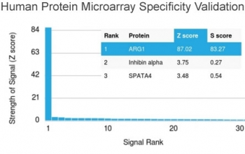 Arginase 1 Antibody
