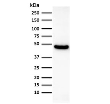 CK19 Antibody / Cytokeratin 19