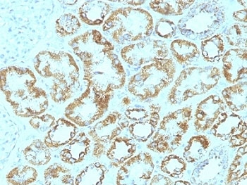 Laminin gamma 1 Antibody