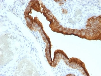 MUC-1 Antibody