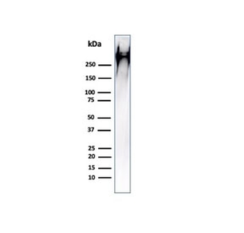 MUC-1 Antibody