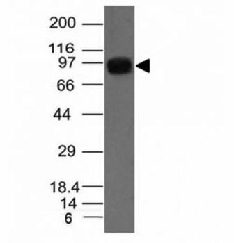 Nucleolin Antibody