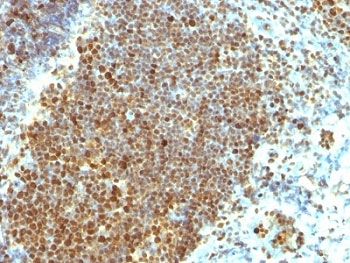 PCNA Antibody