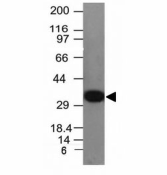 PCNA Antibody