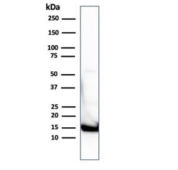 Cytochrome C Antibody Cocktail