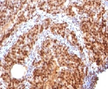 SUMO-2 Antibody