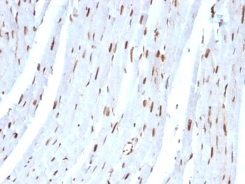 SUMO-2 Antibody