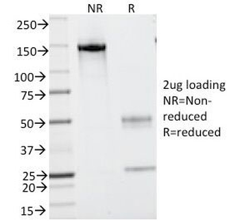 CD43 Antibody