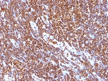 SUMO-1 Antibody