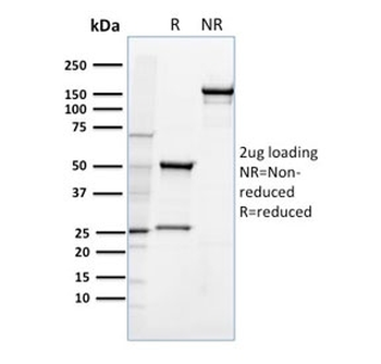 CD36 Antibody