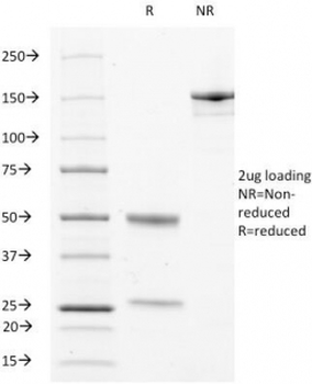 LAMP-3 Antibody / CD63
