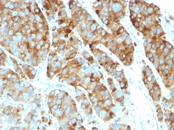LAMP-3 Antibody / CD63