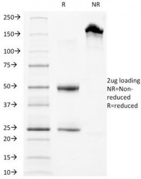 LAMP-3 Antibody / CD63