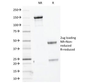 Basic Cytokeratin Antibody