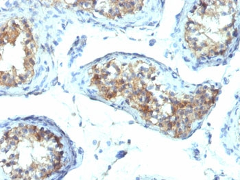 IFN gamma Antibody