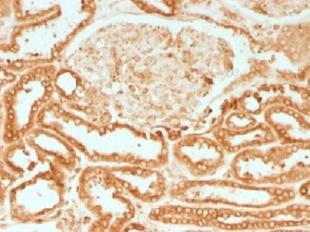 Calnexin Antibody