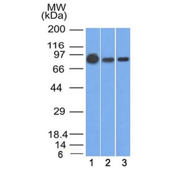 b-Catenin Antibody