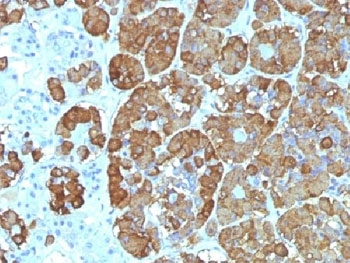 ACTH Antibody / CLIP