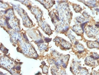Galectin 13 Antibody / LGALS13