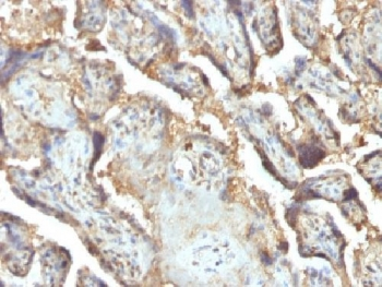 LGALS13 Antibody / Galectin 13