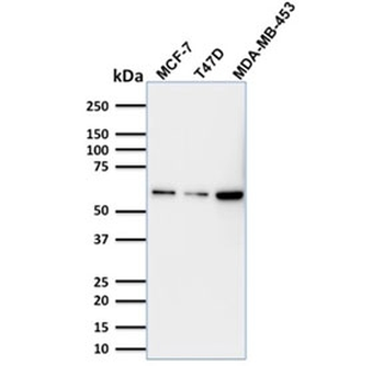 p63 Antibody