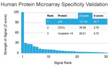 p63 Antibody