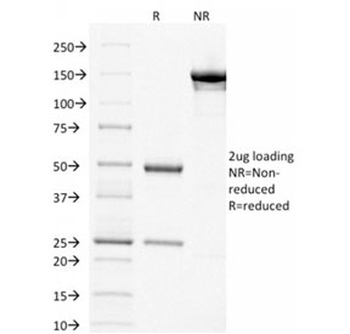 p63 Antibody
