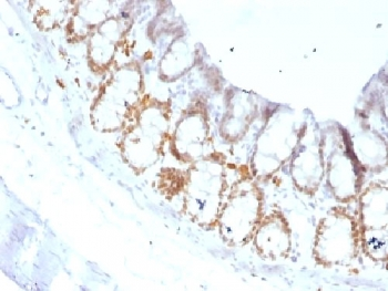 FOXA1 Antibody