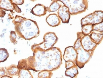 Thrombomodulin Antibody / CD141
