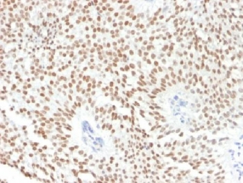 FOXA1 Antibody