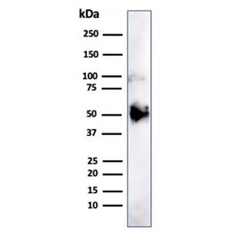 FOXA1 Antibody