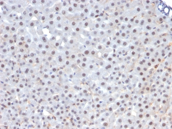 FOXA1 Antibody