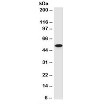 p53 Antibody (C-Terminal Region)