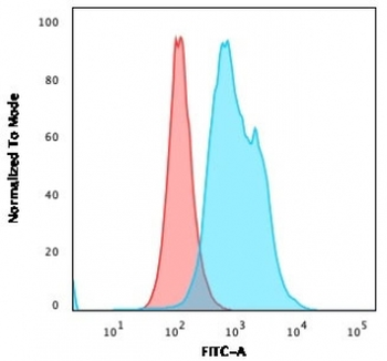 TYMS Antibody / Thymidylate Synthase